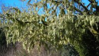 Lichens at Poiso